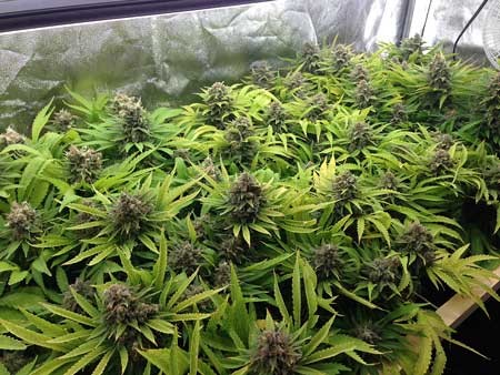 High Harvest 450nm 400W Led Grow Light Bar
