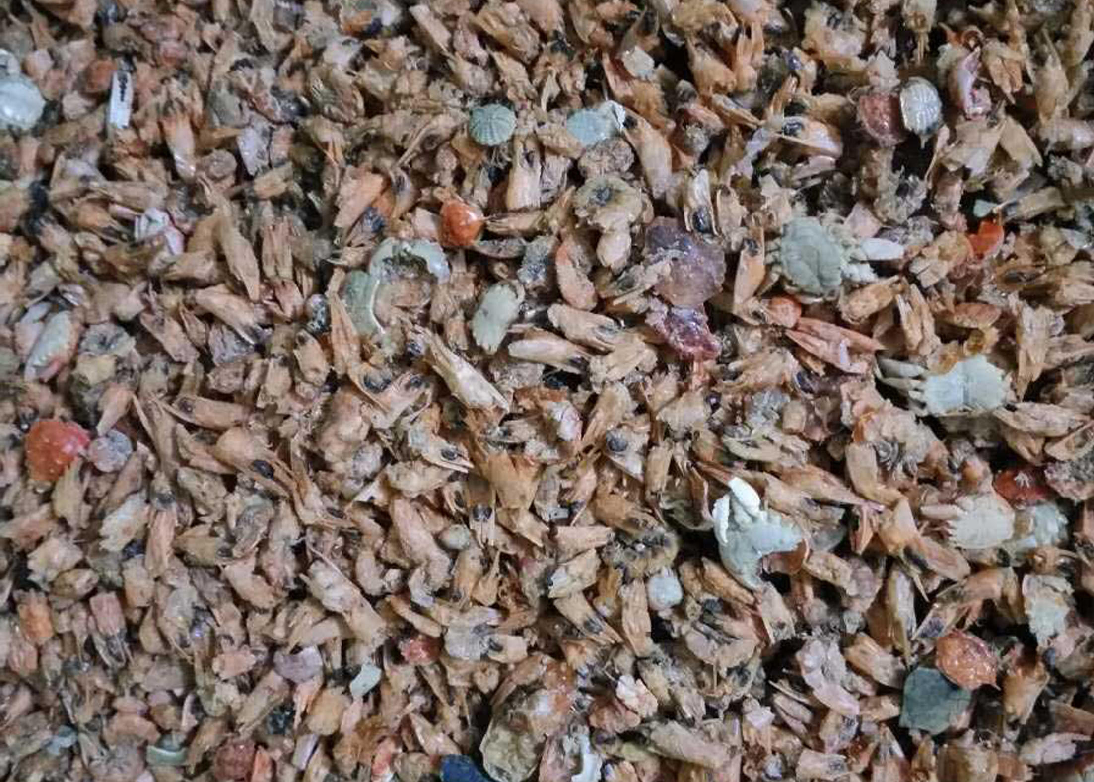 Shrimp Belt Tea Colour Sorter Machine Seafood Shrimp Separate Machine