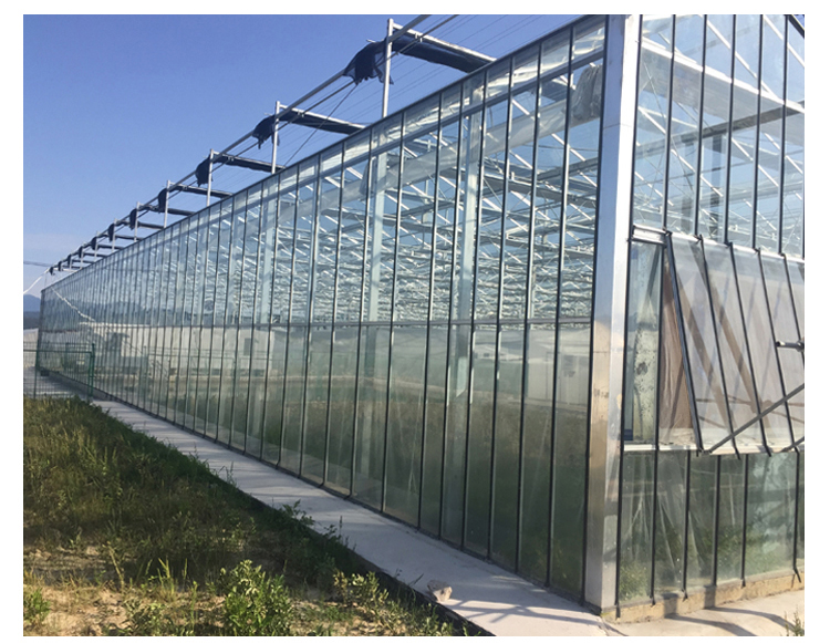 Multi-span Agricultural Glass Greenhouse with Film Covering Width 8m or Customizable