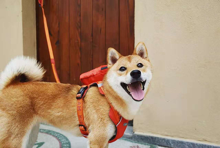 15CM Personalised Pet Accessories Small Medium Large Dog Puppy Backpack Harness