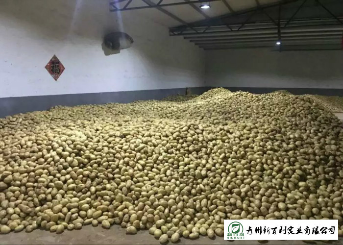 Multipurpose Fresh Potato 10 Kg / Ctn Packing Elliptical Shape Easy Store