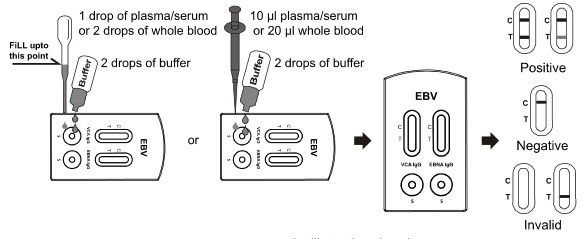 10T EBV Viral Capsid Antigen Test EB Nuclear Antigen IgG Rapid Test Cassette