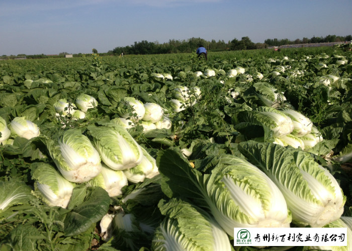 Yellow Inside Fresh Chinese Cabbage For Frying / Simmering / Mixing
