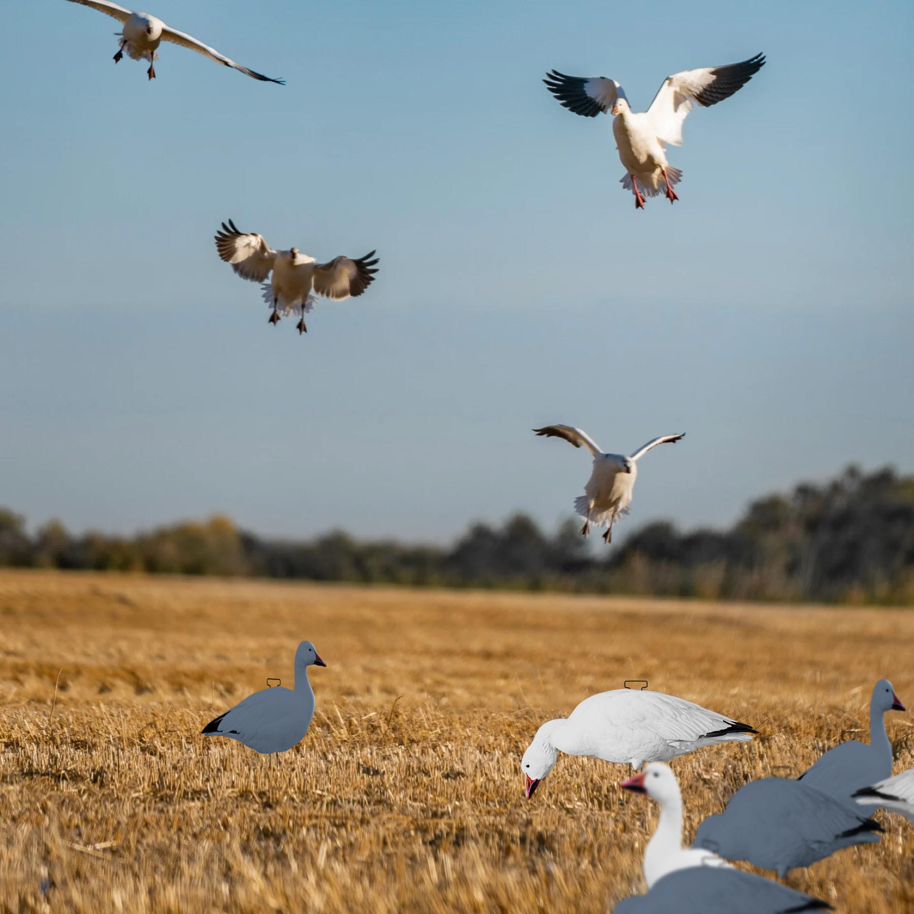 Snow Goose Hunting Decoy Eva Plastic Flocked Silhouette Geese Decoys Juvenile Geese Design