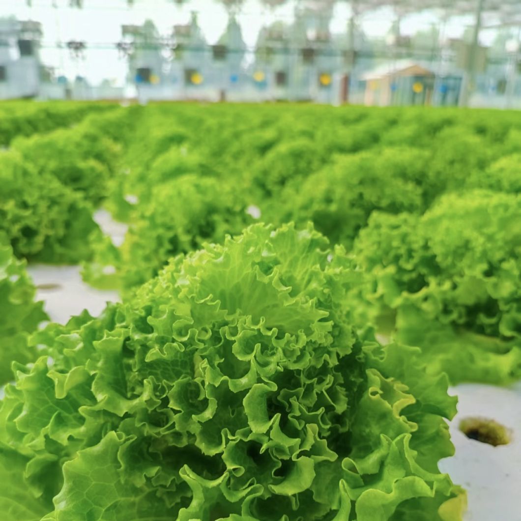 Affordable Hydroponic Tunnel Greenhouse Solution