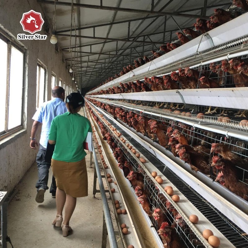 1950×2300×2000 Battery Egg Layer Cage Farming Equipment And Egg Collection Disinfection System