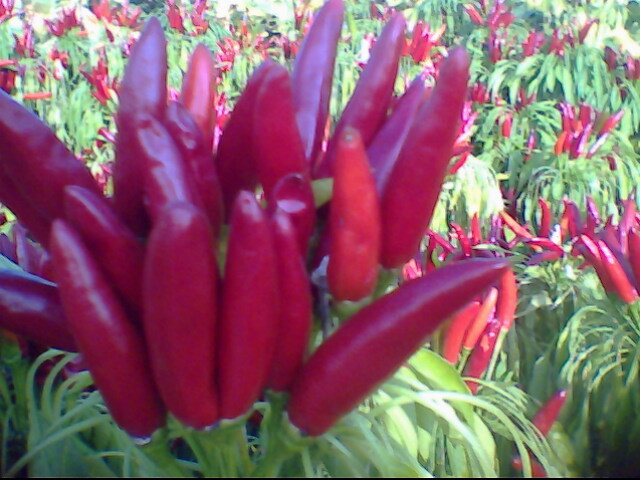Grade A Dried Red Chili Pods Pungent Xinglong Dried Cayenne Pepper