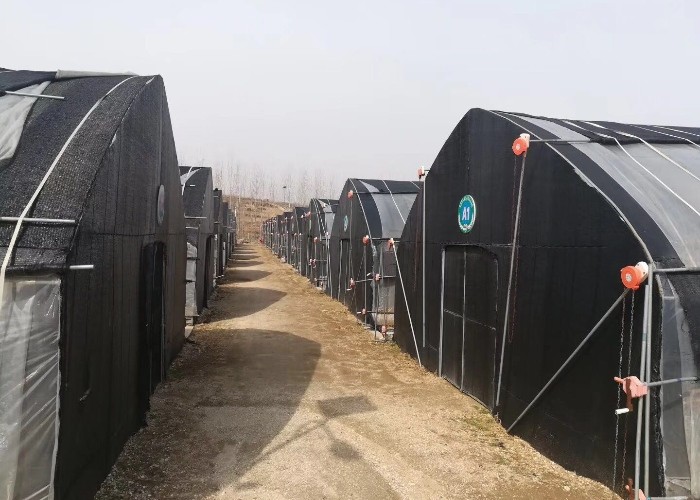 Strong Polytunnel Greenhouse 3m X 2m 9m 10m Growing Mushroom Natural Ventilation Shade Net