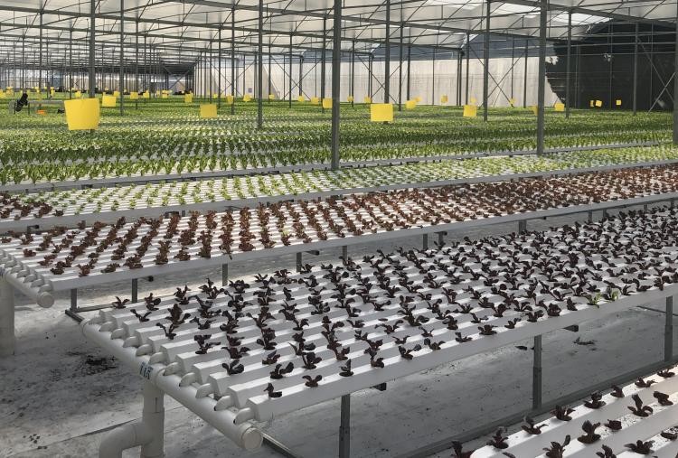 Customized Flexible Hydroponic Growing System NFT Tube For Cleaner Growth