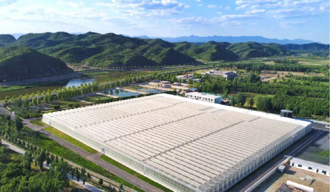 Innovative Agriculture Arches Tunnel Greenhouse