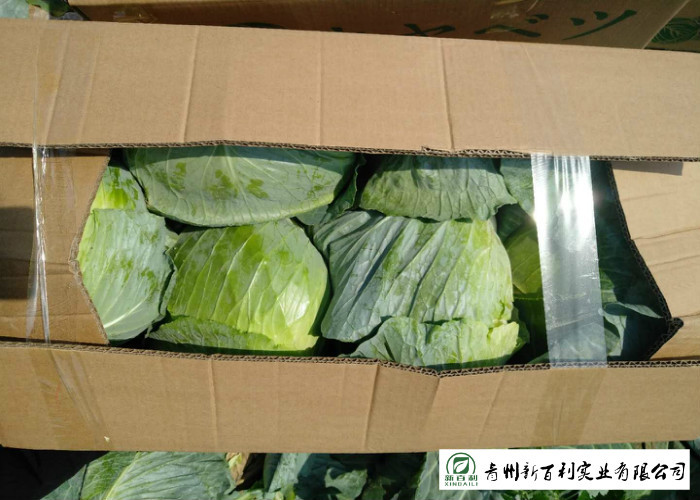 Clean Healthy Fresh Green Cabbage Own Plantation Supply To Supermarket