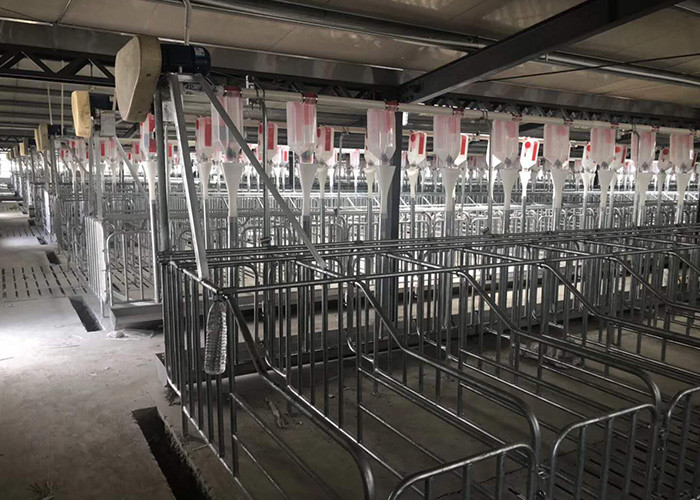 1inch Pipe OD Swine Farrowing Pen Farm Equipment 2.2*0.65m