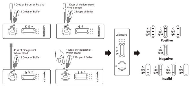 CE ILEP-402 Leptospira IgG IgM Test Cassette Whole Blood Serum Plasma