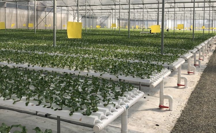 Customized Flexible Hydroponic Growing System NFT Tube For Cleaner Growth
