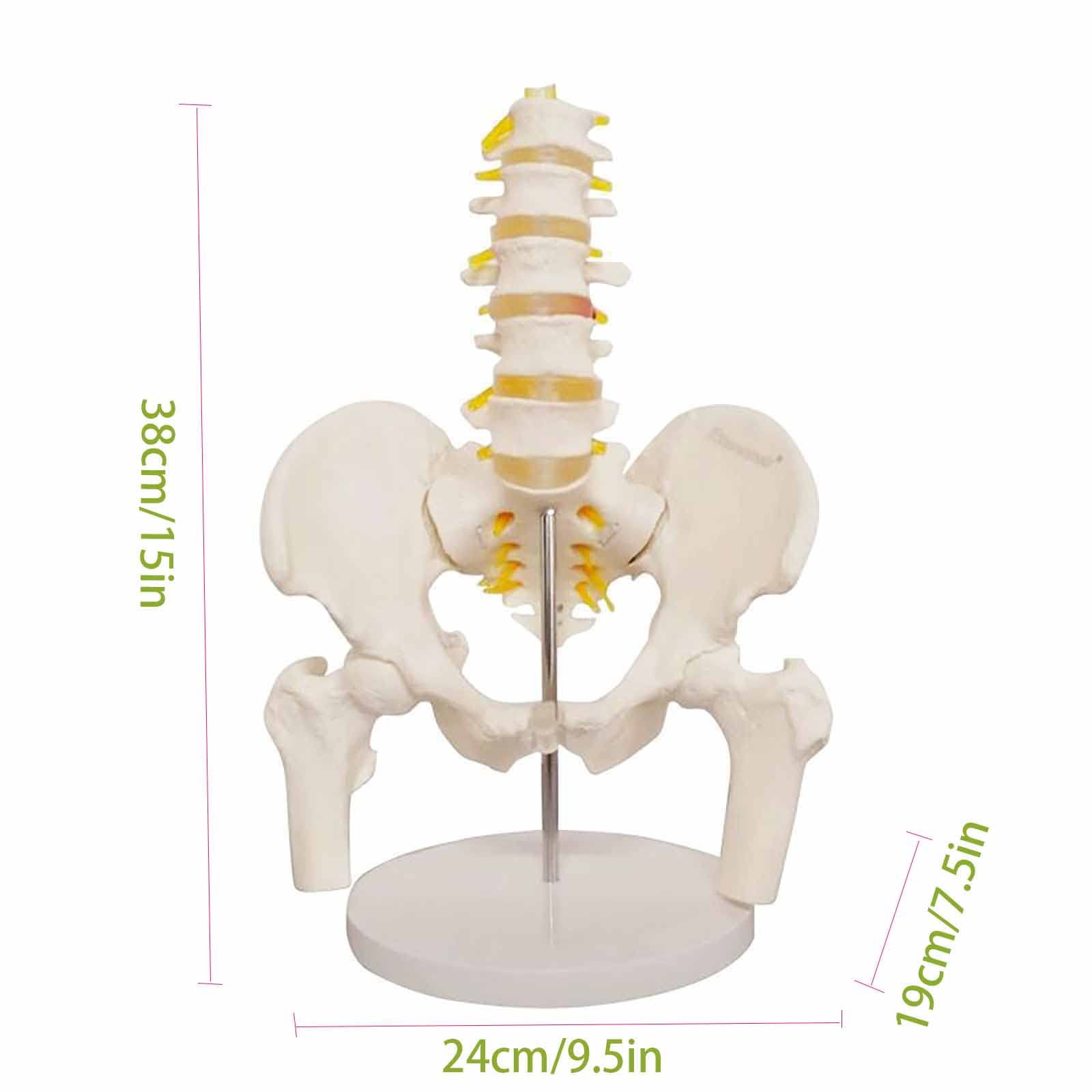 Adult PVC Anatomical Skeleton Model Lumbar Spine Models With Pelvic Floor