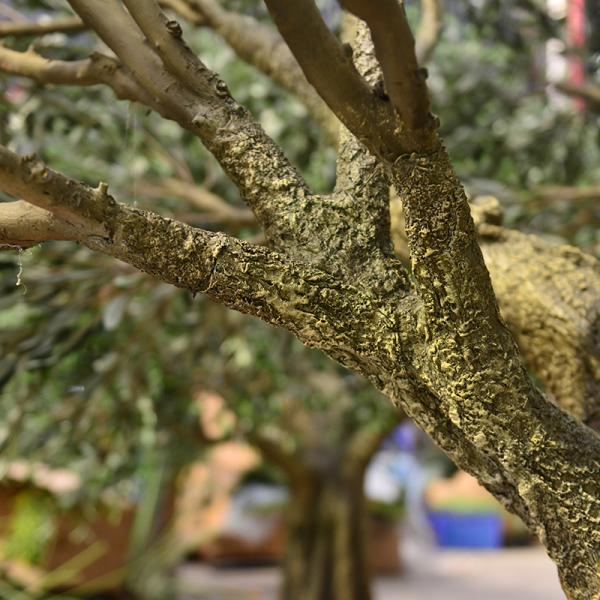 7ft 8ft or customized height most realistic large faux olive tree for indoor hotel lobby and outdoor (uv resistant)_