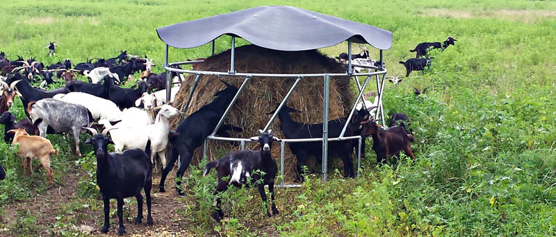 Galvanized Steel Fence Cow Ring Hot Galvanized Livestock Fencing Squeeze Chute Hot Dipped