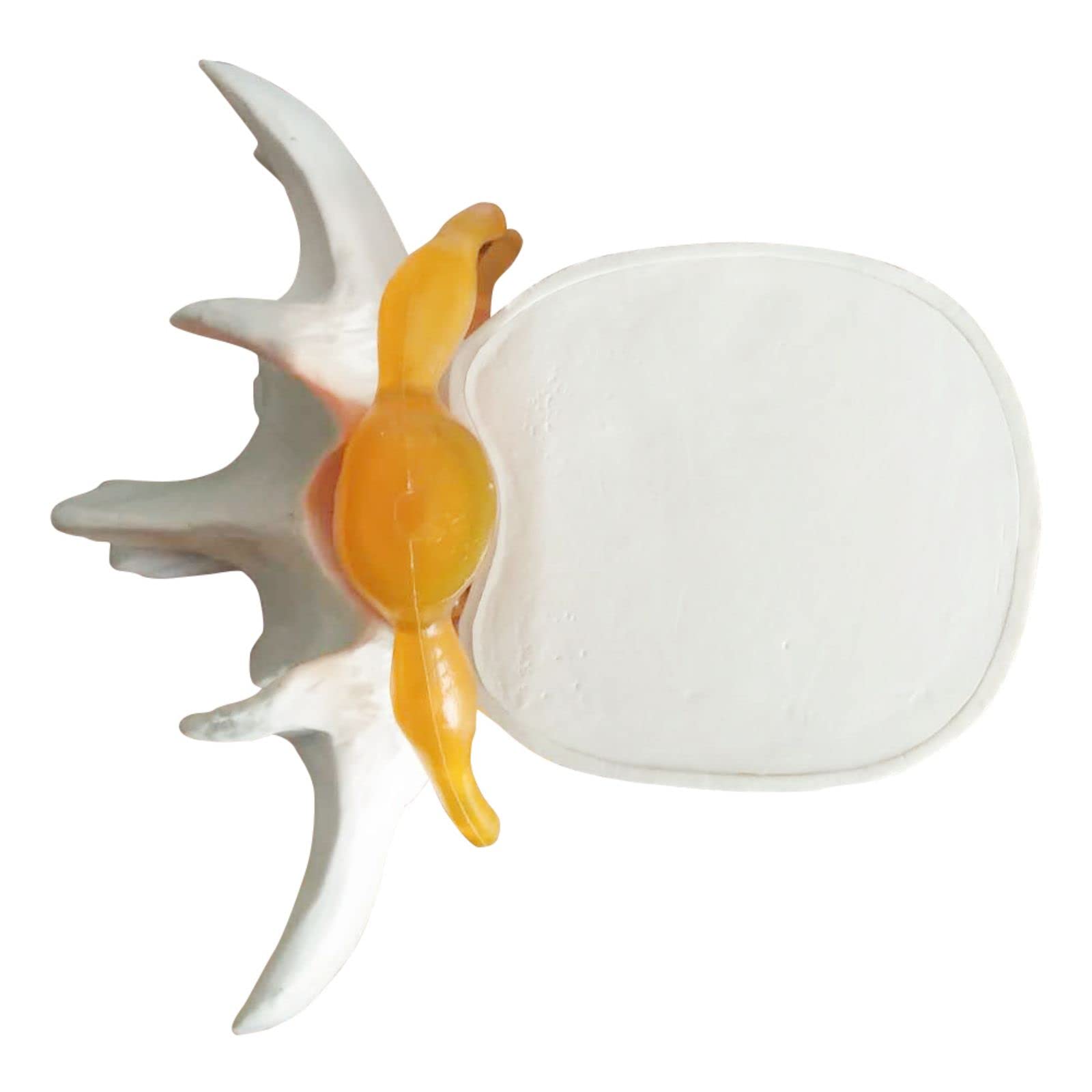 Mini Interactive Anatomical Skeleton Model For Teaching