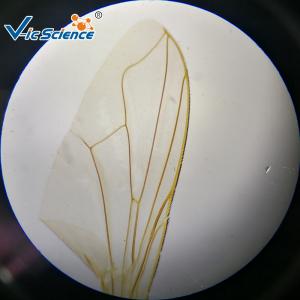 Experimental Teaching Microbial Prepared Microscope Slides 15 Pcs / Set