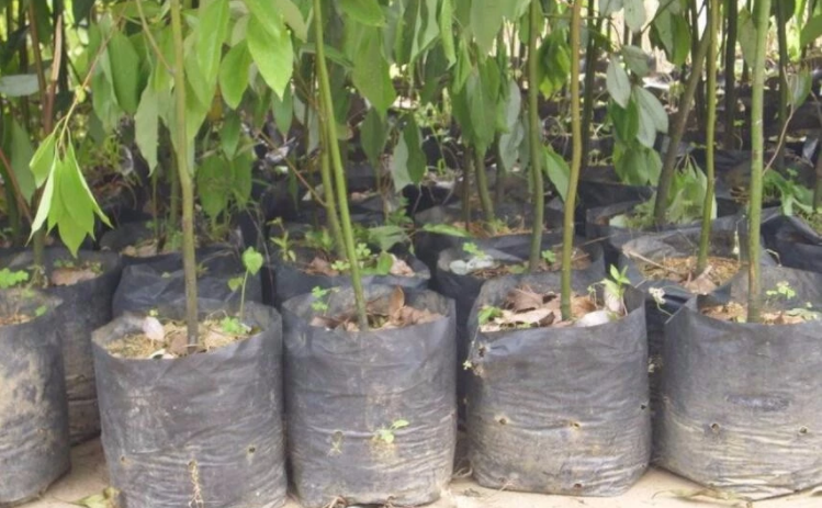 Thick 10mil Durable 16inch Plastic Grow Bags 15 Gallon Fabric Grow Pots