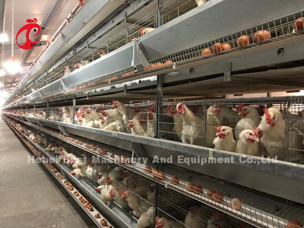 A H Type Automatic Laying Chicken Poultry Farming Cage System In Africa Market Iris