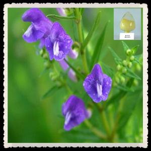 China 100% Natural Scutellaria root extract on sale