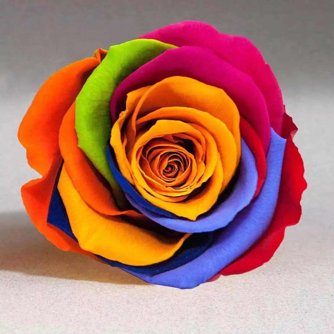 Decorative Forever Roses Preserved Flowers for Christmas Decoration