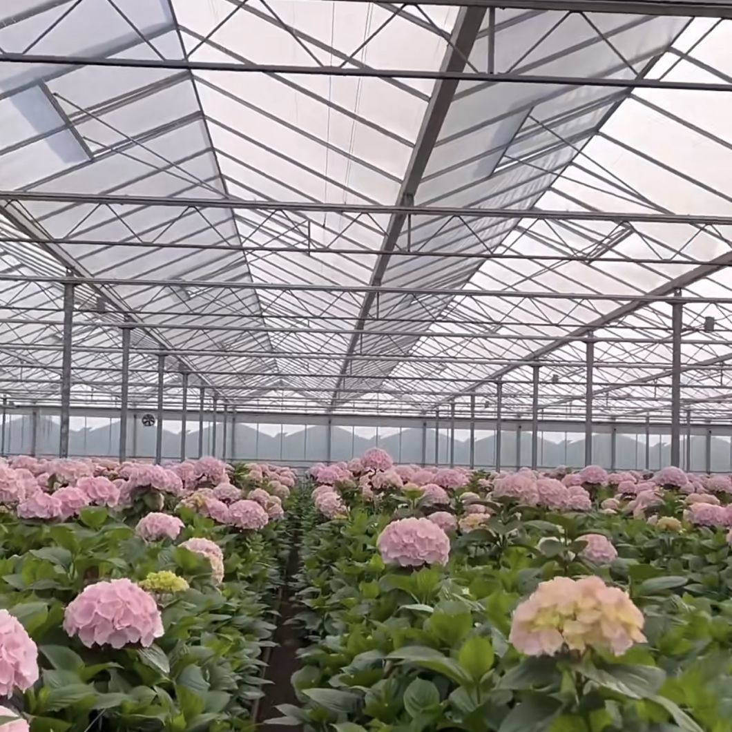 Strong Structure High Wind Load Greenhouse with Glass Covered