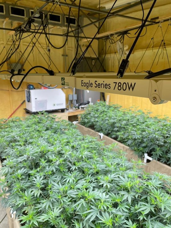 Hydroponics 780W Indoor LED Grow Lights With UV And IR Angle Adjustable