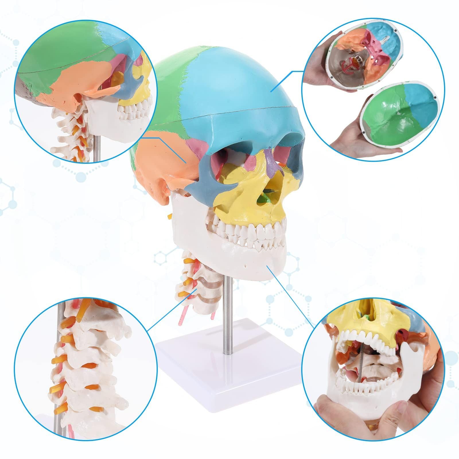 Parietal Mandible Anatomical Skeleton Model Human Skull Model Medical Demonstration