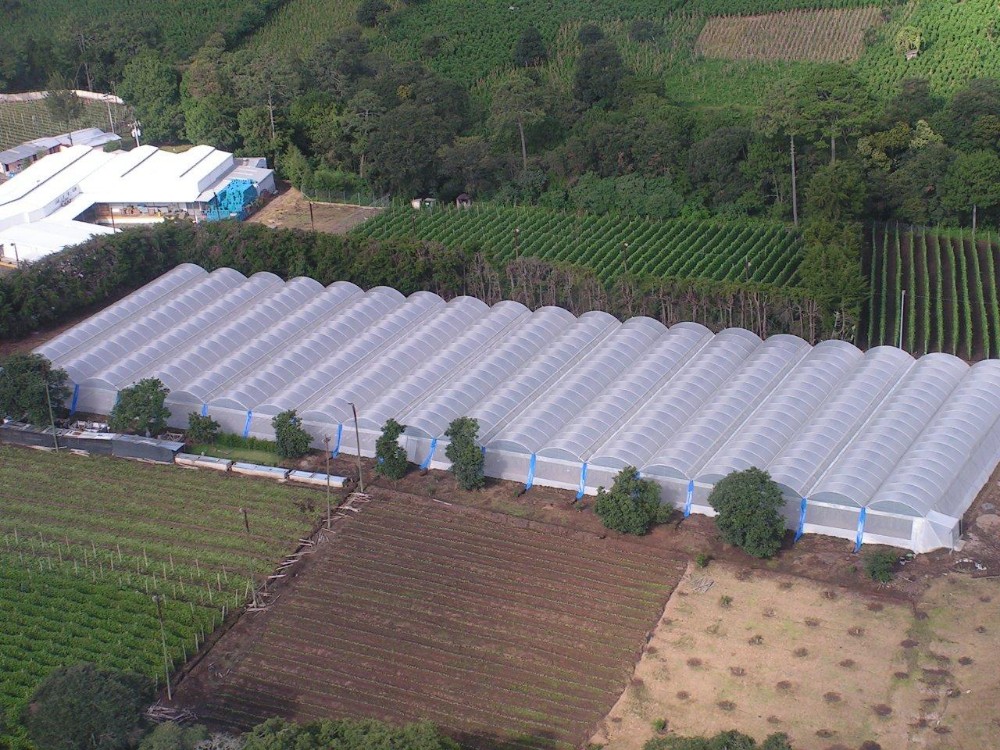 Multi-Span Agricultural Greenhouses with Used Container Hydroponic Growing Systems