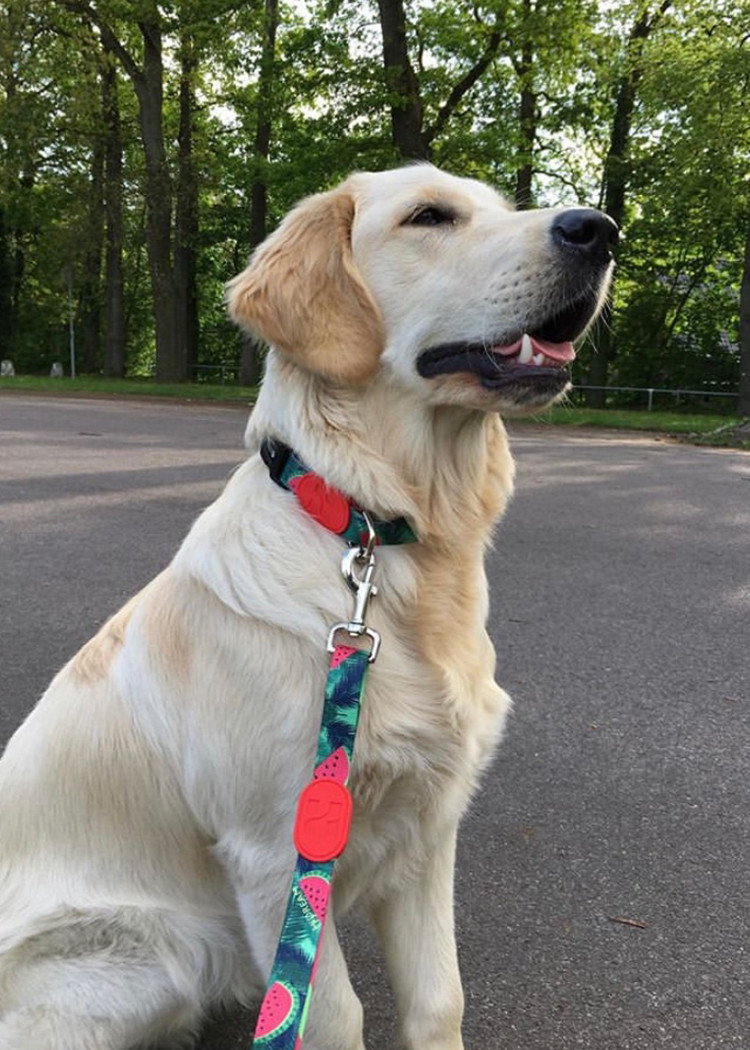 6.1m 20 Foot Anti Pull Dog Lead Collar For Yard Disabled Owners Extra Long