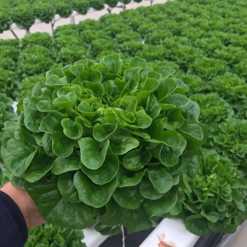 Innovative Agriculture Arches Tunnel Greenhouse