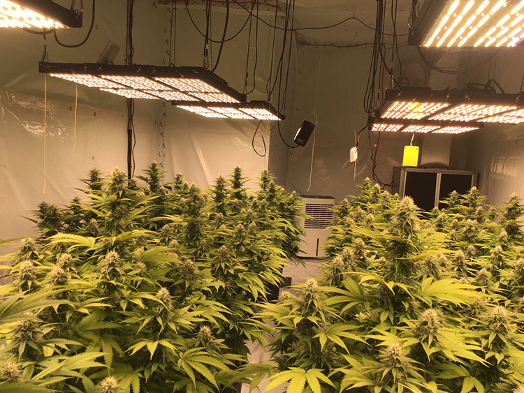 Full Spectrum 720W LED Grow Light UV IR Samsung LM301B 301H For Indoor Plants