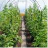 Buy cheap Black Film Light Deprivation Greenhouse Blackout Plastic With LED Grow Light from wholesalers