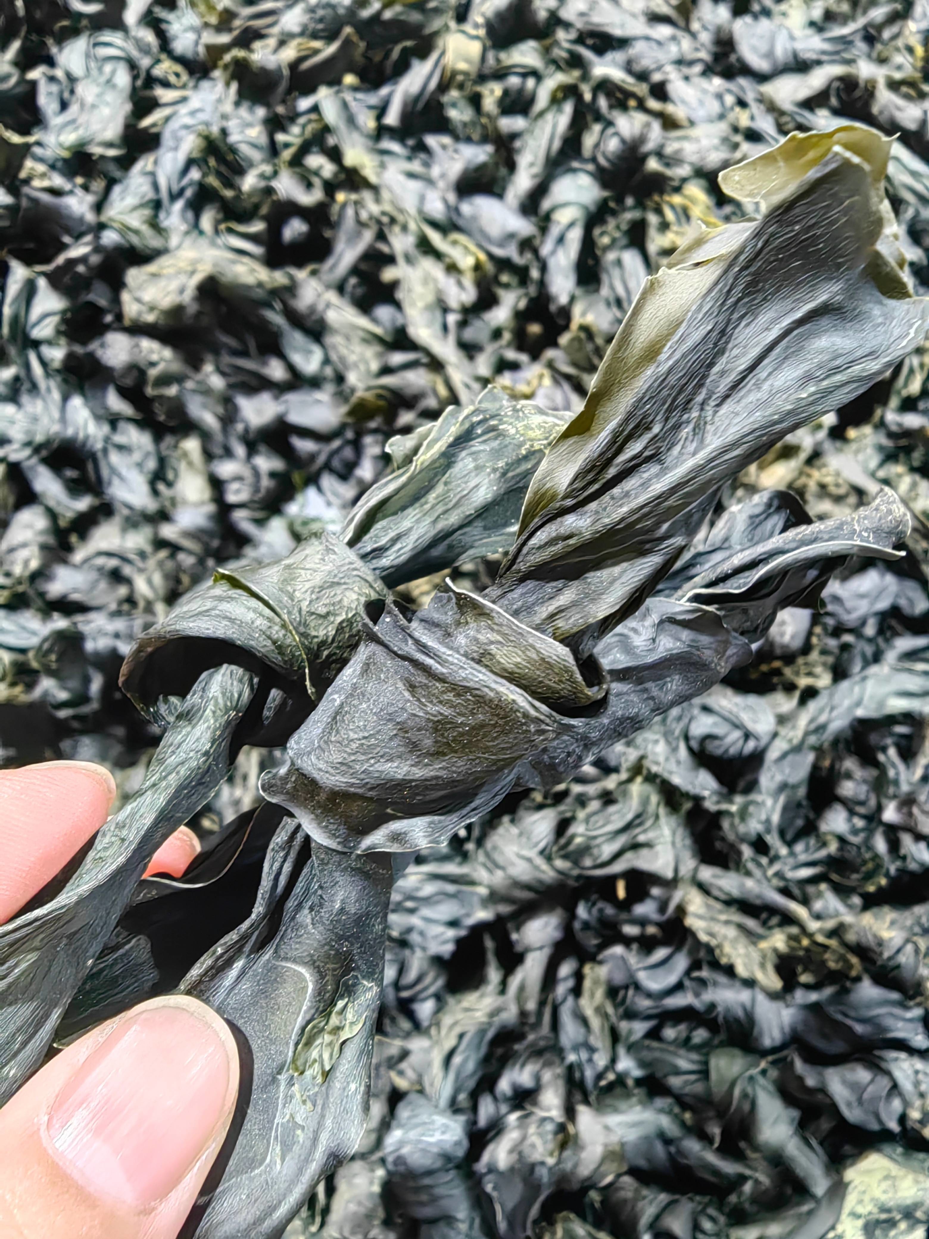 Dried Seaweed Kelp Stirps Nutritious Green Sea Kombu Fronds / Kombu Sprouts A Culinary Delicacy From The Sea
