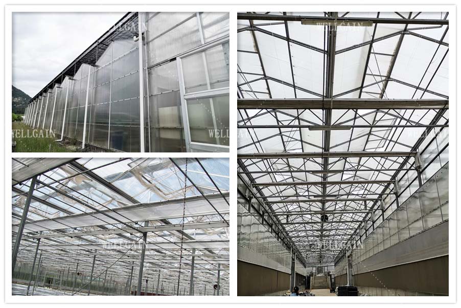 Commercial Agriculture Polycarbonate Sheet Greenhouse PC Sheet Greenhouse