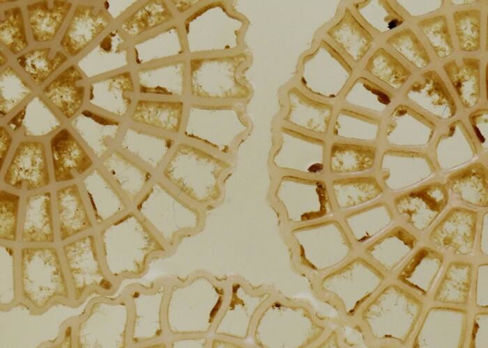 High Speed Delivery Aeration Technology MBBR Carrier Biochips Municipal Water Treatment