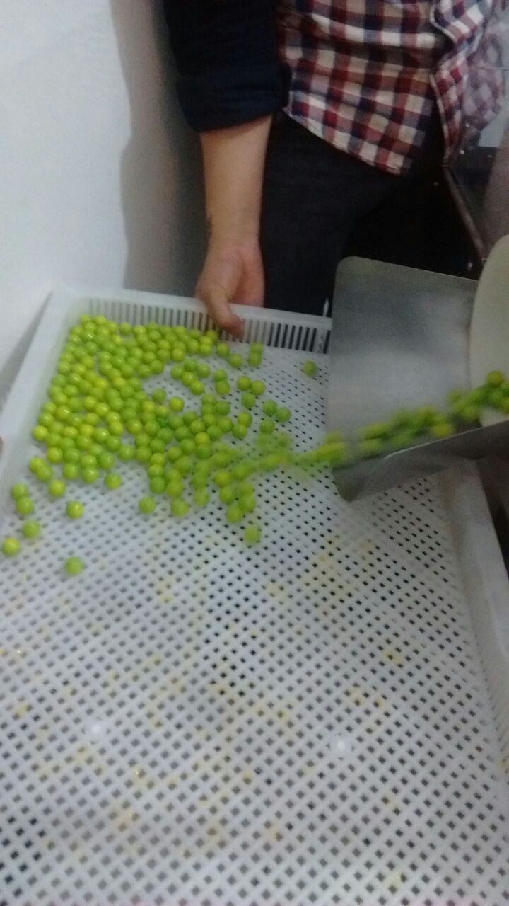 Auto Food / Pharmaceutical Paintball Encapsulation filling Machine with 6" Die Roll mold