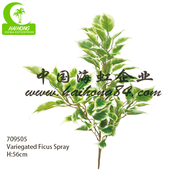variegated ficus spray