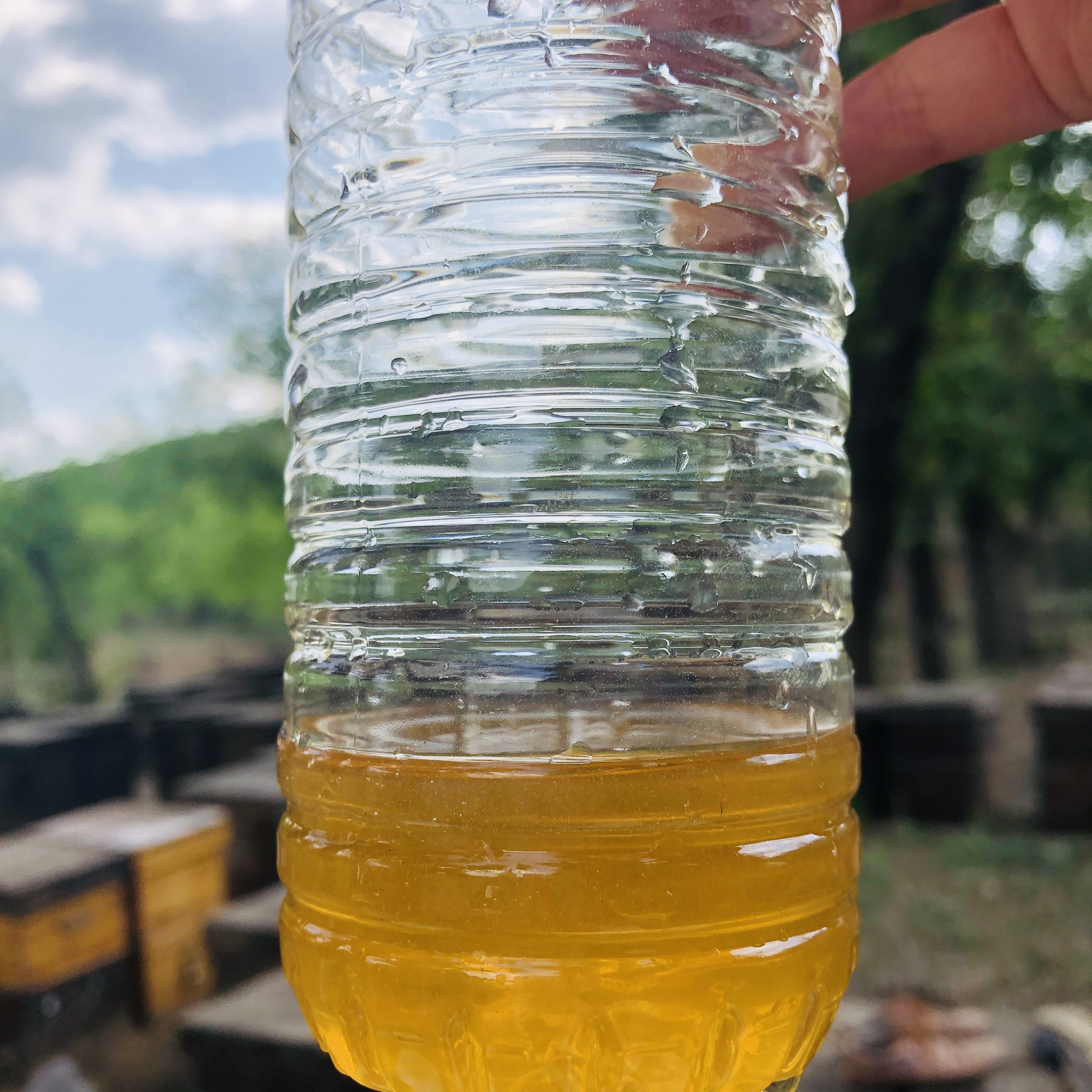 Wholesale High Quality 100% Natural Pure Bush forest Honey No Additives Natural Bee Honey