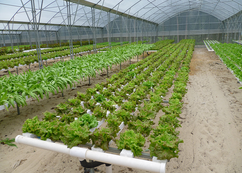 Eco Friendly NFT Hydroponic System Water Saving With Automated Management