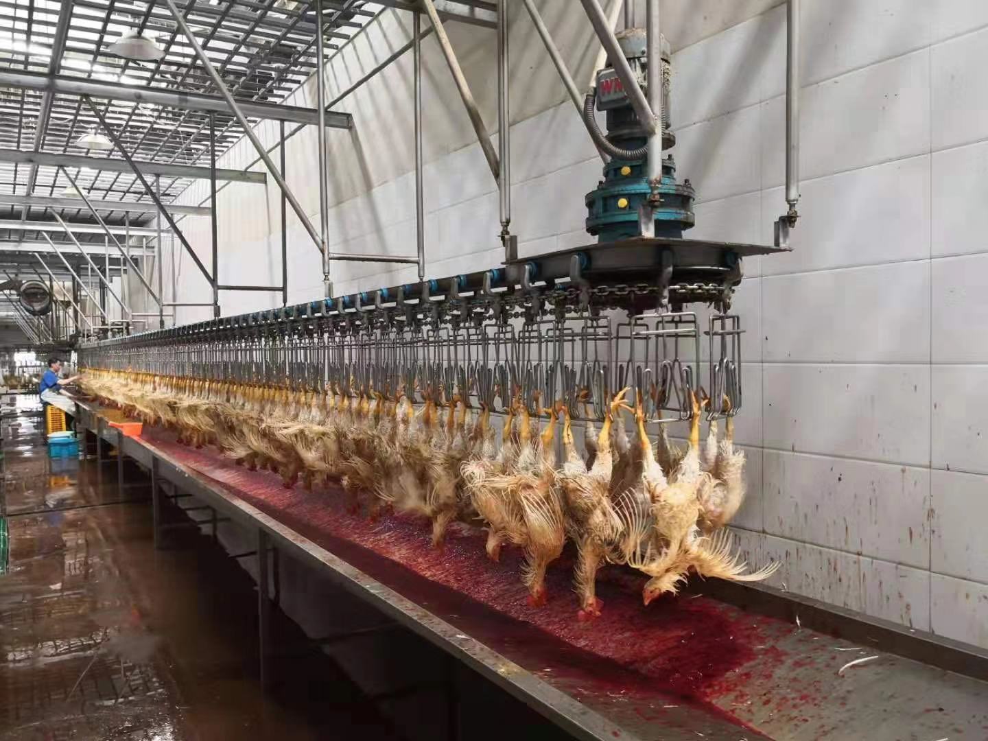 Chicken Goose Turkey Duck Slaughter Machine 1000BPH Poultry Processing Machine