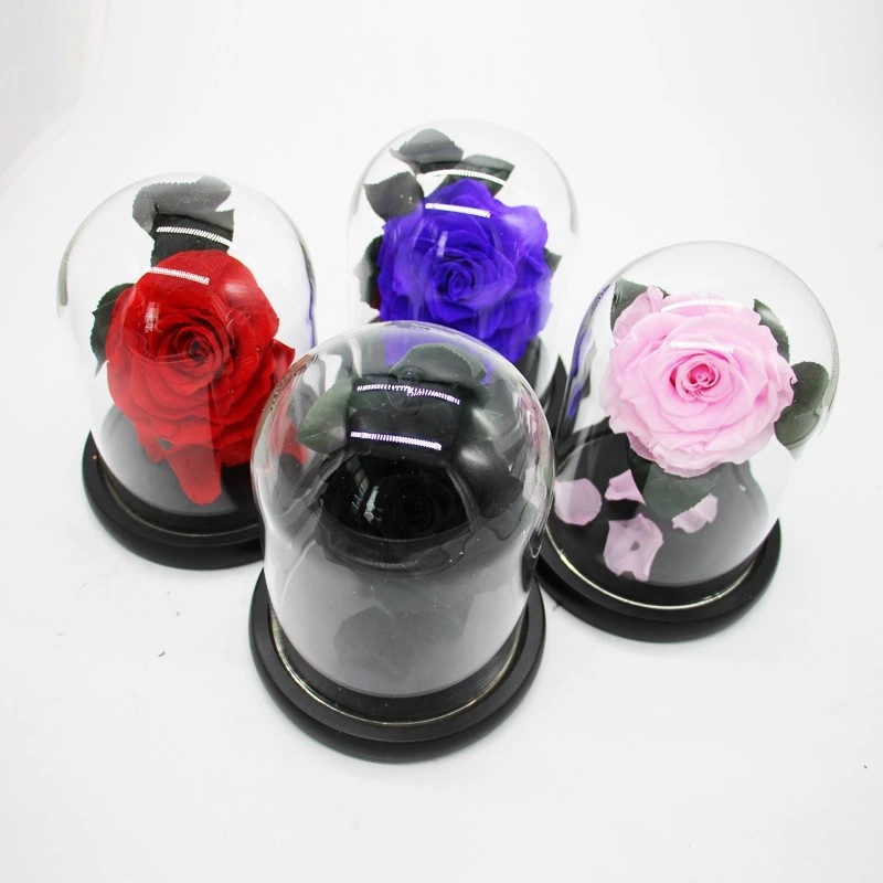 Real Preserved Rose in Glass Dome use for Office gift or Home Decoration