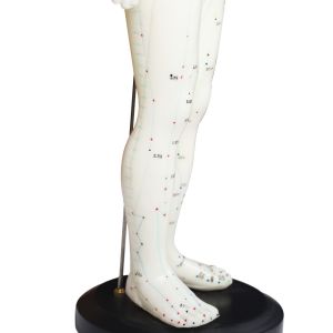 Versatility Various Acupuncture Techniques Body Model Weighing Approximately 5kg