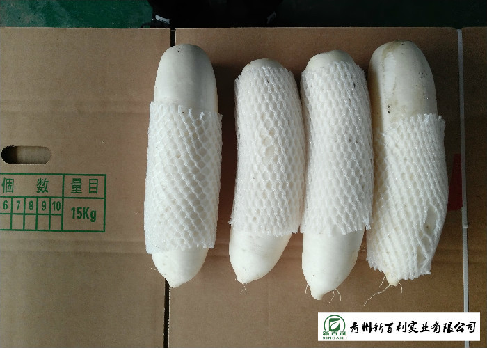 Good Taste Large White Radish , Chinese White Radish HACCP / GAP Standard