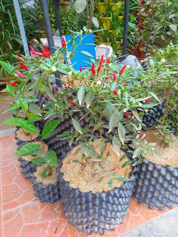 White Plastic Plant Pot Tree Air Prune Plant Root Growth Container Root Control pot