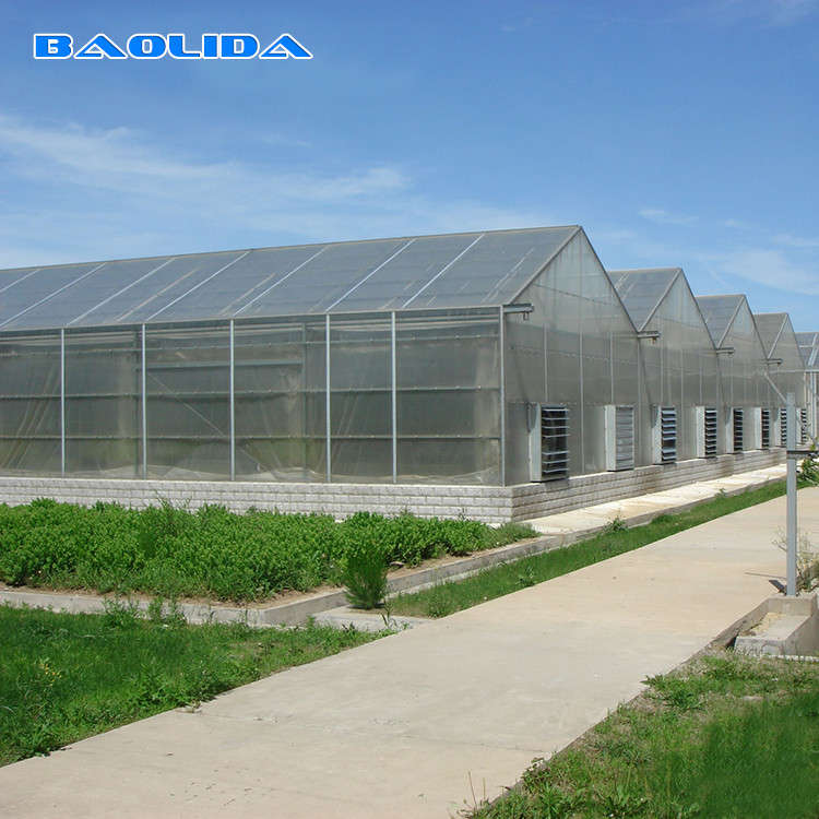 Automatic System Multi-Span Greenhouse PC Polycarbonate Film Greenhouse Steel Structure