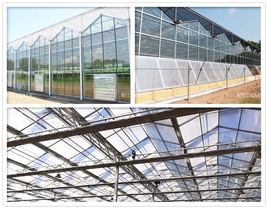 Hot Galvanized Steel Pipe Tempered Glass Greenhouse 8m 9.6m 12m Span Width