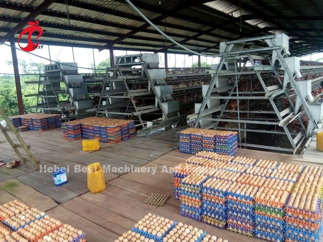 Ladder Type Chicken 2.4mm Automatic Battery Cage System In Poultry Emily
